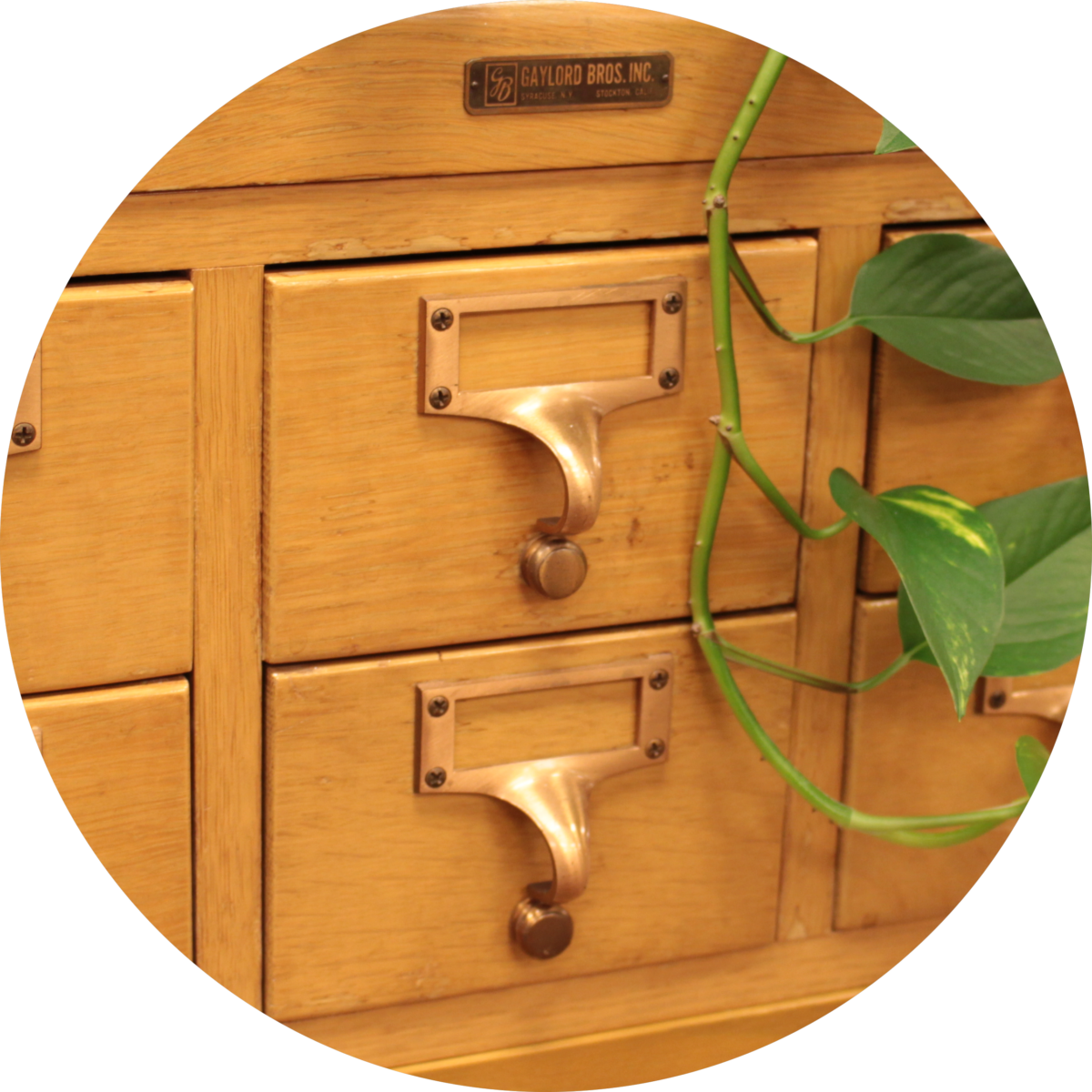 card catalog with vining leaves draped along front